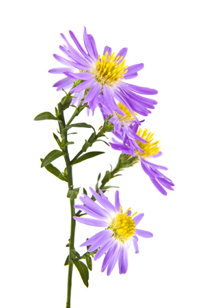 alpine aster isolated on white backgroundの写真素材