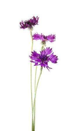 flowers of Centaurea isolated on white backgroundの写真素材