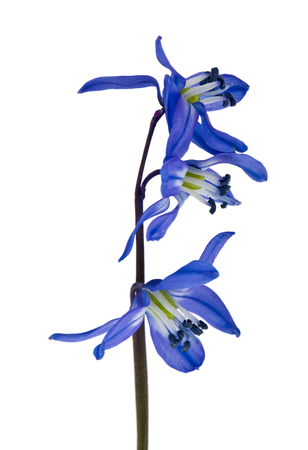 blue scilla isolated on white background. Spring flowers.の写真素材