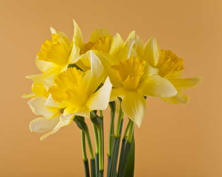daffodil flowers on a beige background close-upの写真素材