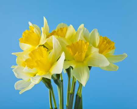 yellow narcissus flowers on a blue backgroundの写真素材
