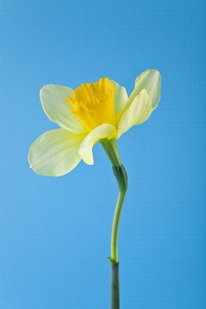 yellow narcissus flowers on a blue backgroundの写真素材