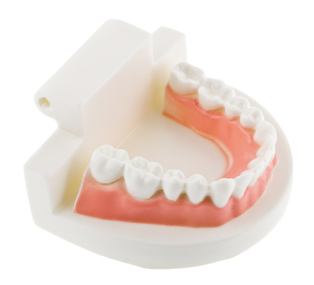 teeth isolated on white backgroundの写真素材