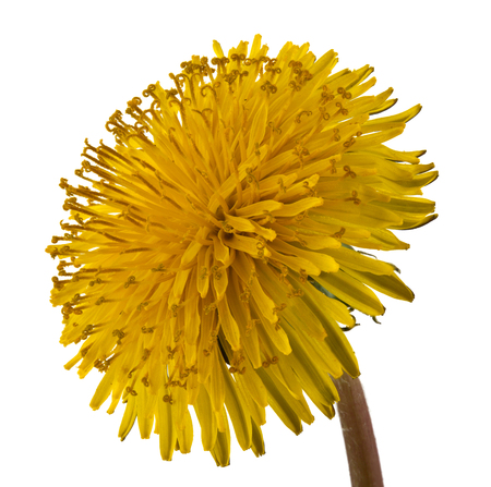 Yellow dandelion isolated on white background close up.の写真素材