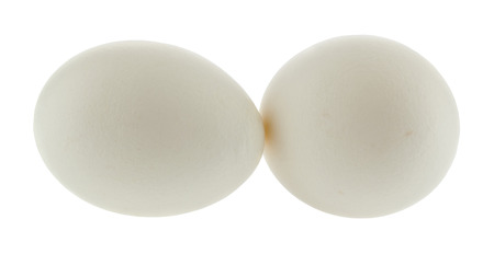 White chicken eggs isolated on white background close up.の写真素材