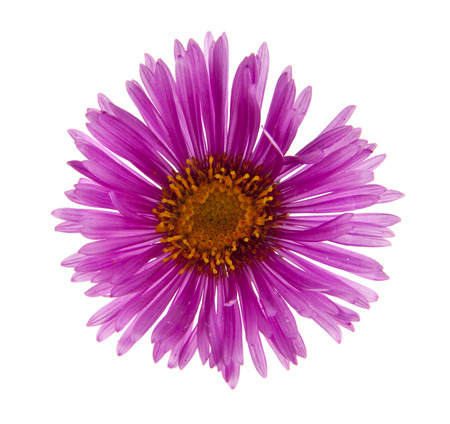 aster flowers isolated on white backgroundの写真素材