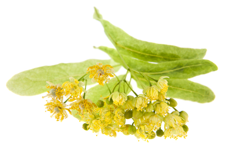 Linden flowers isolated on white background.の写真素材