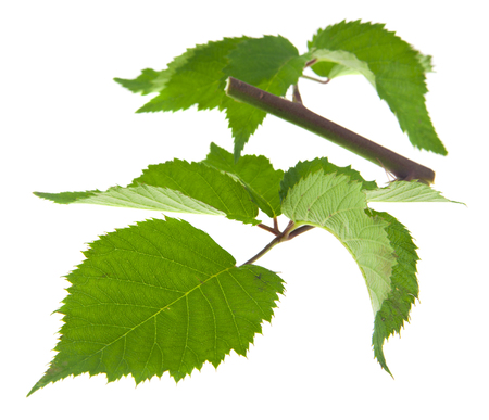 Blackberry leaves isolated on white backgroundの写真素材
