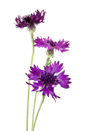 flowers of Centaurea isolated on white backgroundの写真素材