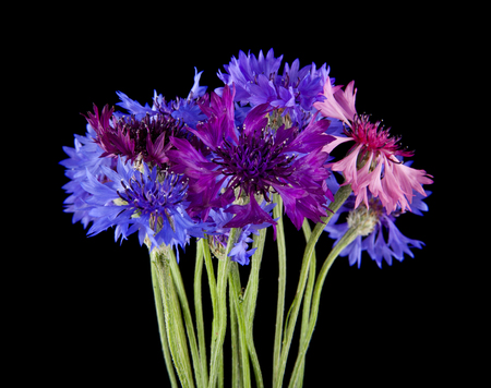 flowers of Centaurea isolated on black background close-upの写真素材
