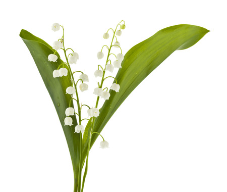 Lily of the valley flowers isolated on white backgroundの写真素材