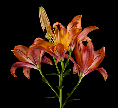 Lily flowers isolated on black backgroundの写真素材