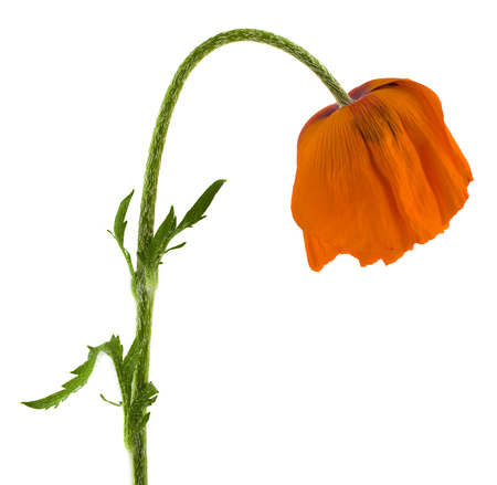 Poppy flowers isolated on white backgroundの写真素材