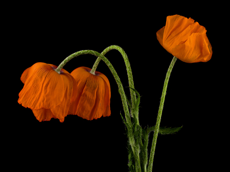 Poppy flowers isolated on black backgroundの写真素材