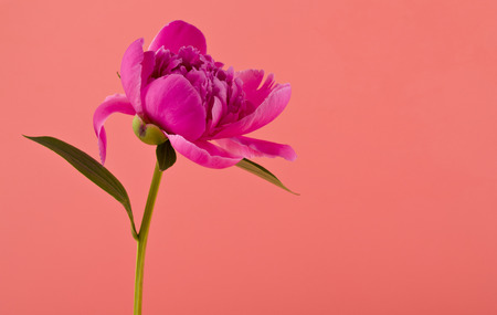 Peonies flowers on a pink backgroundの写真素材
