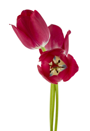Red tulips isolated on white background close up. Spring flowers.の写真素材