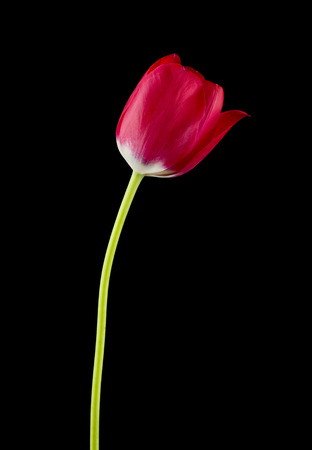 Red tulips isolated on black background close up. Spring flowers.の写真素材