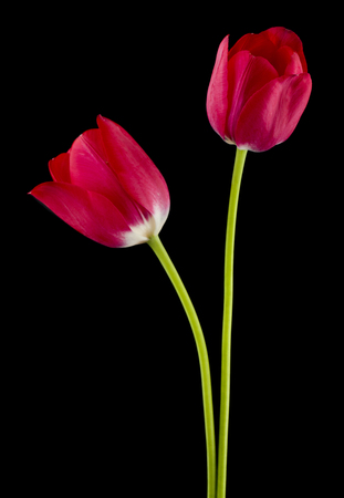 Tulips flowers isolated on black backgroundの写真素材