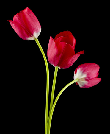 Tulips flowers isolated on black backgroundの写真素材