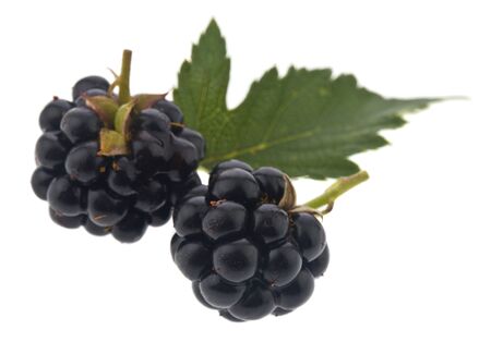Blackberries isolated on white backgroundの写真素材