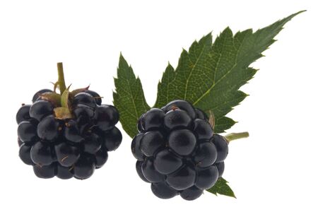 Blackberries isolated on white backgroundの写真素材