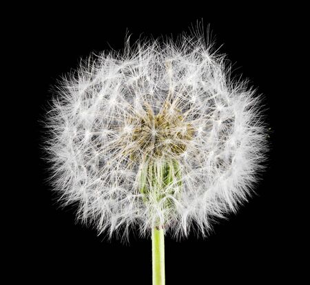 White fluffy dandelion isolated on a black background.の写真素材
