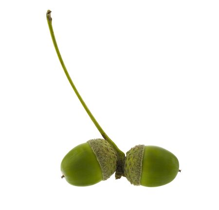 Acorns isolated on a white background.の写真素材