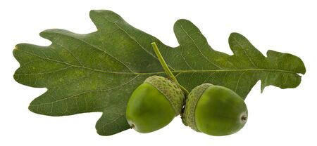 Green oak leaves and acorns isolated on white background.の写真素材
