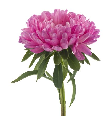 Pink aster isolated on white background.の写真素材