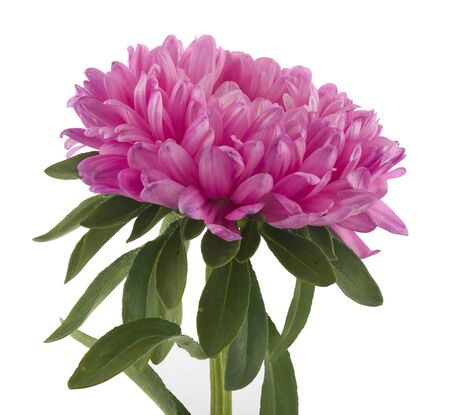 Pink aster isolated on white background.の写真素材