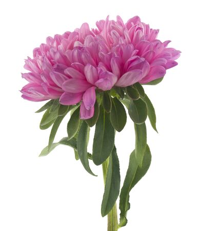 Pink aster isolated on white background.の写真素材