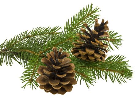 Green Christmas tree branch and cones Isolated on a white background.の写真素材