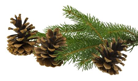 Green Christmas tree branch and cones Isolated on a white background.の写真素材