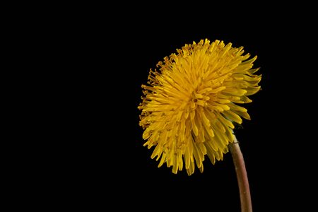 Flower of yellow dandelion isolated on a black background.の写真素材