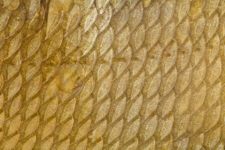 fish scale texture as backgroundの写真素材