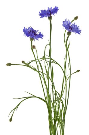 Blue cornflowers flowers Isolated on a white background.の写真素材