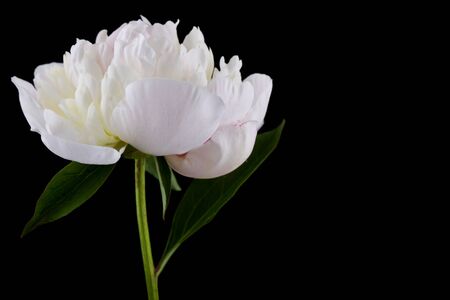 Peonies flowers isolated on black background close upの写真素材