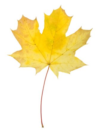 Autumn maple leaves isolated on white background.の写真素材
