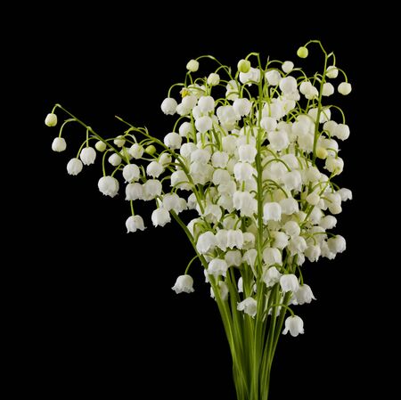 Flowers of lilies of the valley isolated on a black background.の写真素材