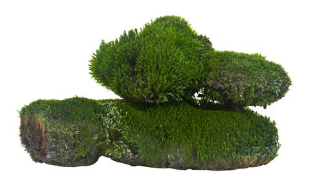 Green moss isolated on a white background.の写真素材