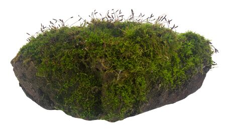Green moss isolated on a white background.の写真素材