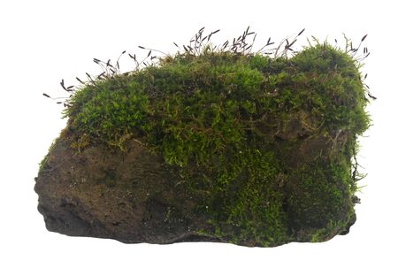 Green moss isolated on a white background.の写真素材