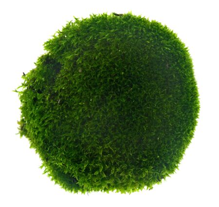 Green moss isolated on white background close upの写真素材