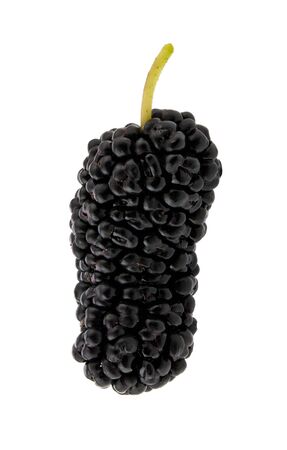 Mulberry berry Isolated on a white background.の写真素材
