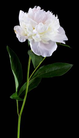 peonies isolated on a black backgroundの写真素材