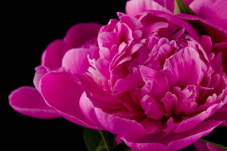 Pink peonies flowers Isolated on a black background.  Decor element for invitation, wedding cards, Valentine's day, greeting card.の写真素材