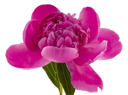 Pink peony flower isolated on white background.の写真素材