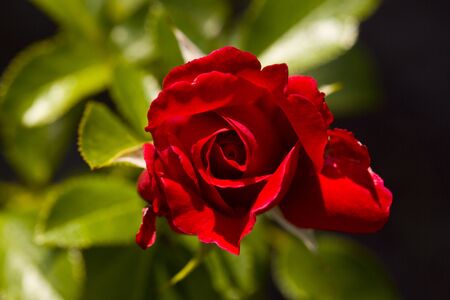 Beautiful bush of red roses in the garden. Garden of roses. View from above.の写真素材