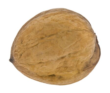 Walnut isolated on a white background.の写真素材