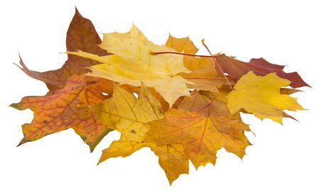 Autumn maple leaves isolated on white background.の写真素材